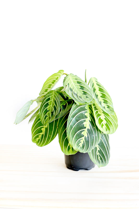 Lemon Lime Prayer Plant